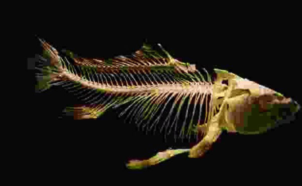 গলায় মাছের কাটা আটকে গেলে কী করবেন?